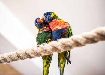 Papugarnia Egzotyczna